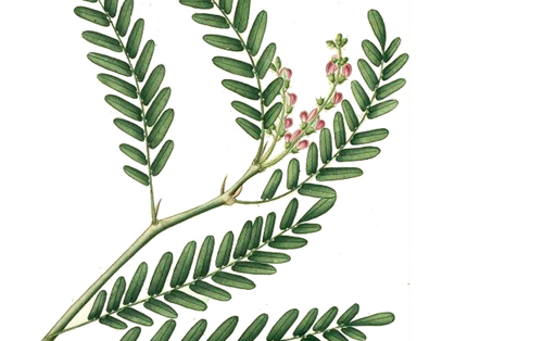 Conferencia El sexo de las plantas y el dibujo botánico en el siglo XVIII hispanoamericano